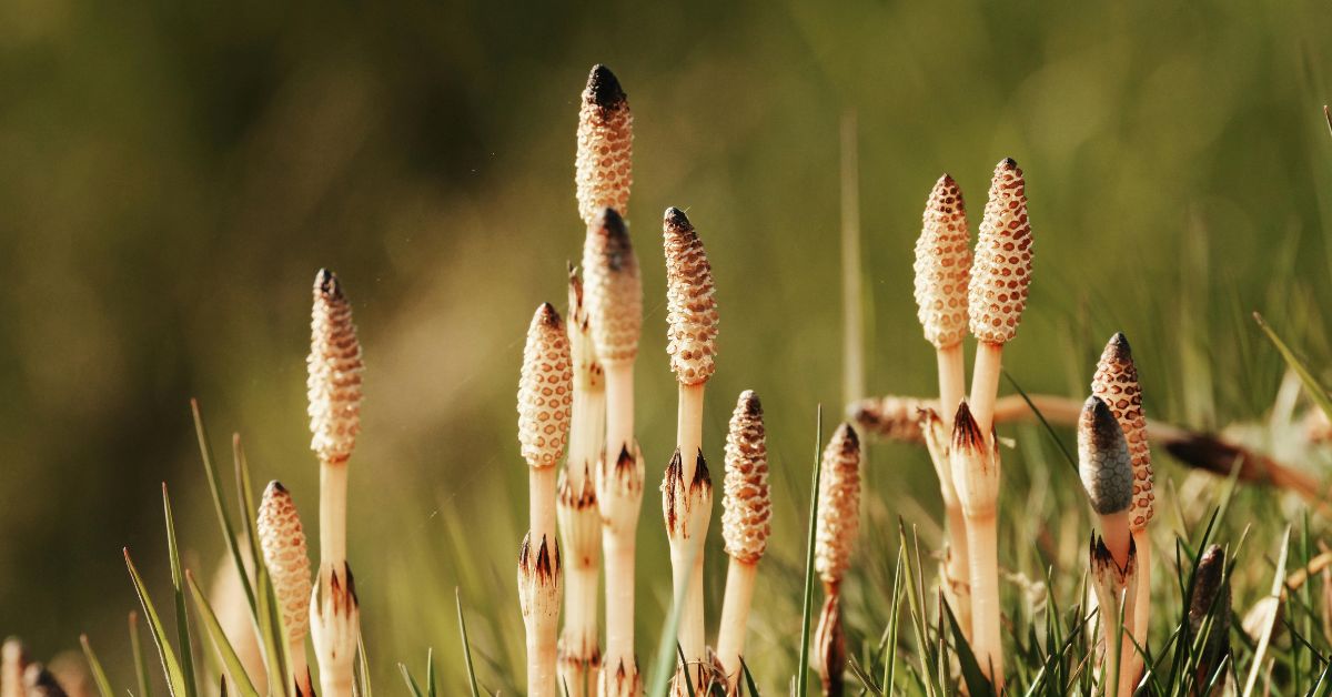 horsetail