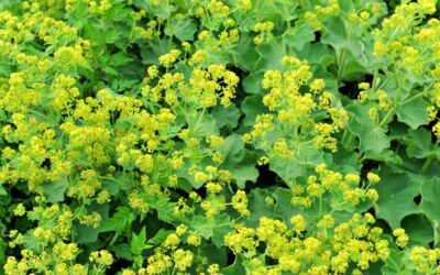 Lady’s mantle: natural support for hormonal balance and menstrual discomfort