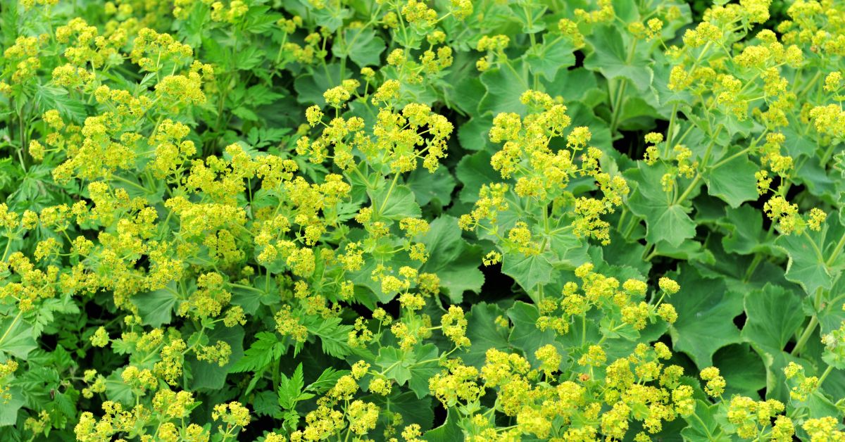 lady’s mantle