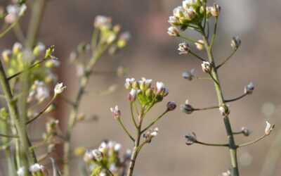 Shepherd’s purse tea: natural support for heavy periods and high blood pressure