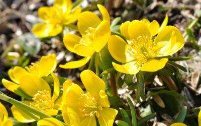 Silverweed: the forgotten medicinal herb worth rediscovering