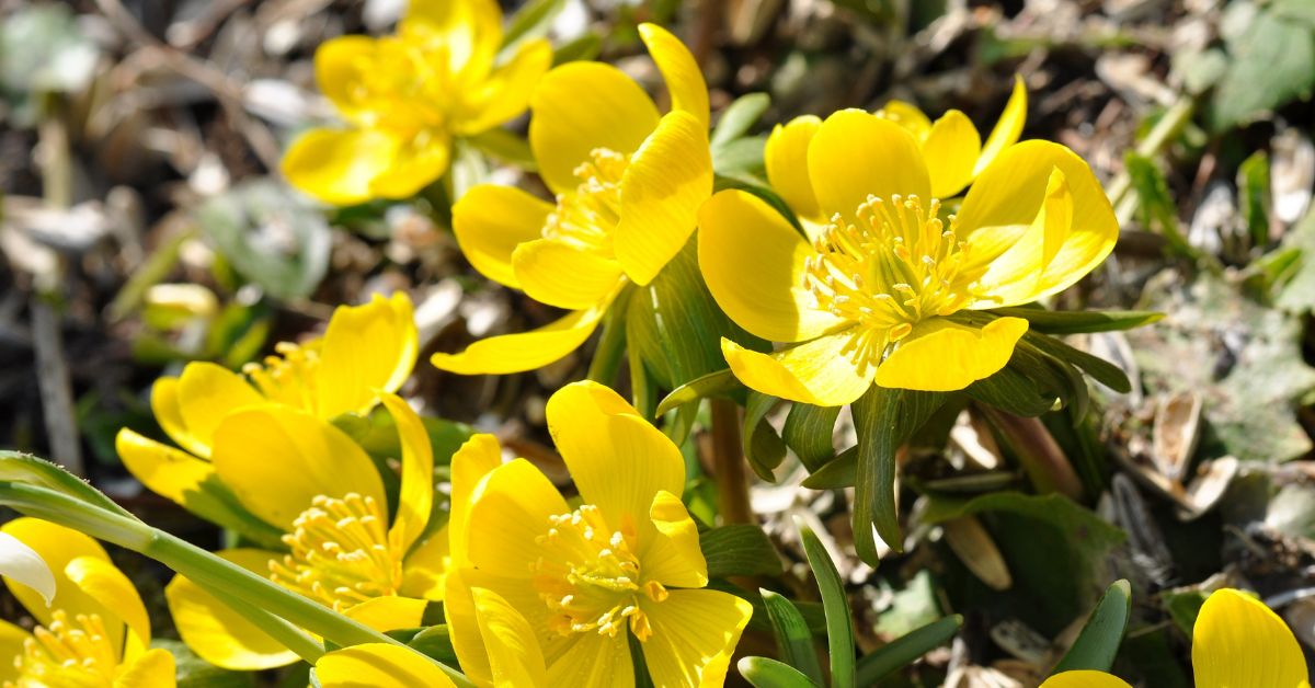 silverweed