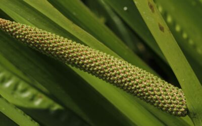The effects of sweet flag: for digestion, bloating, and loss of appetite