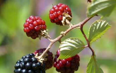 Blackberry leaf: a natural remedy for diarrhea, sore throat, and mild inflammation