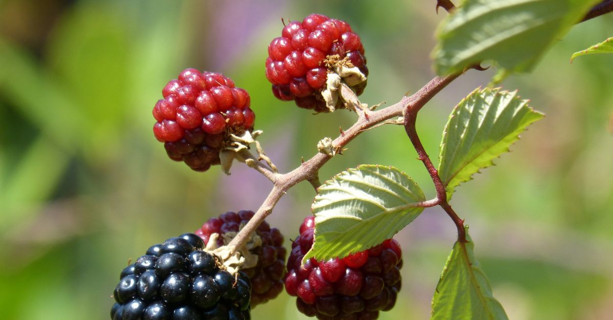 blackberry
