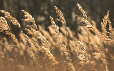 Couch grass: more than just a natural diuretic