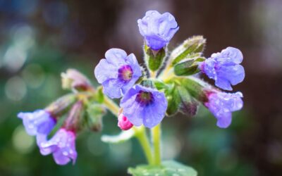 Spotted lungwort: a traditional herb for coughs and respiratory support
