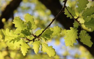 Oak bark benefits: for diarrhea, inflammation, and skin problems