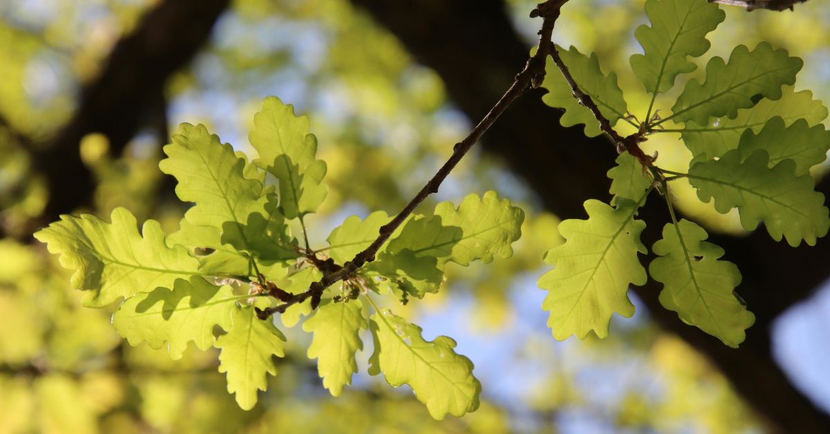 oak
