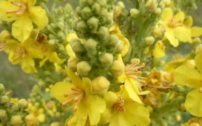 Woolly mullein: a traditional herb for coughs and respiratory support