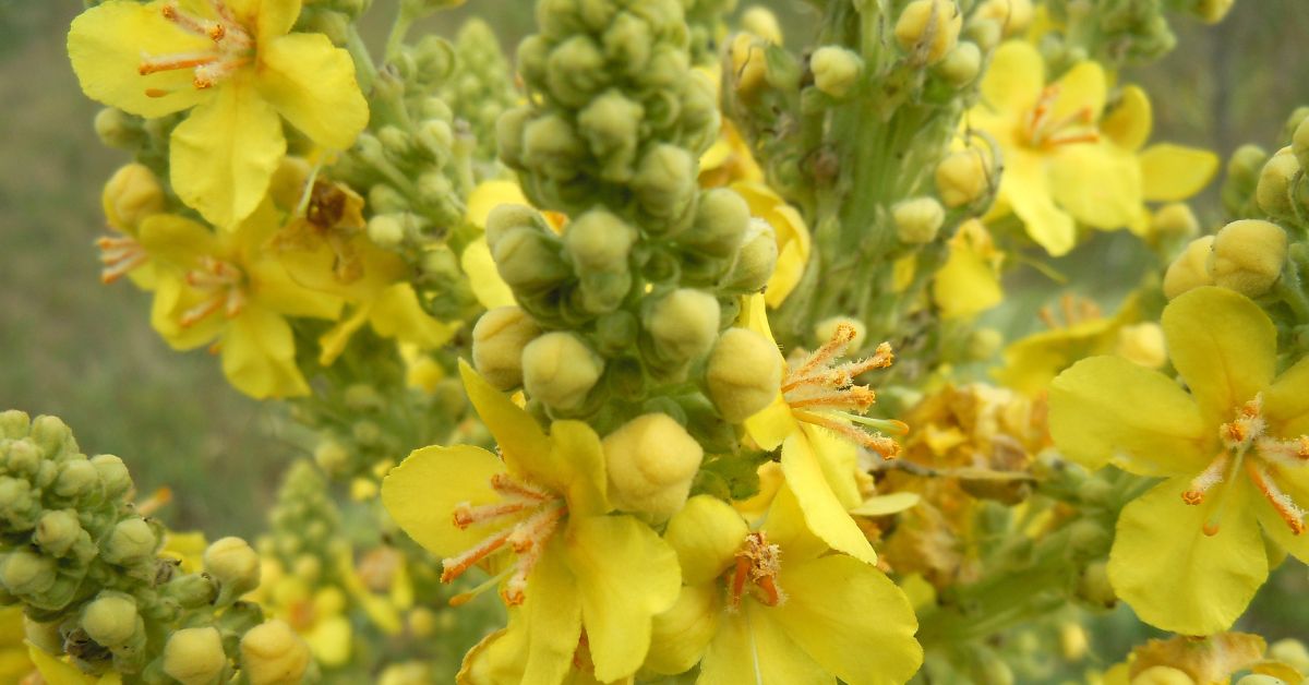 woolly mullein